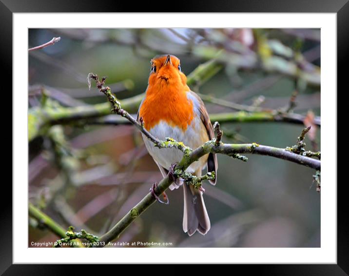 CROSS-EYED ROBIN Framed Mounted Print by David Atkinson