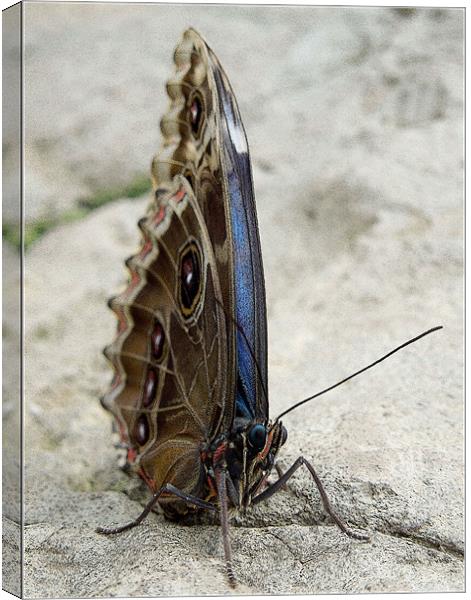 blue morpho butterfly Canvas Print by Heather Newton