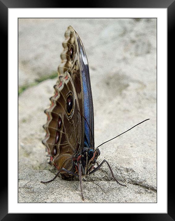 blue morpho butterfly Framed Mounted Print by Heather Newton