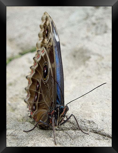 blue morpho butterfly Framed Print by Heather Newton