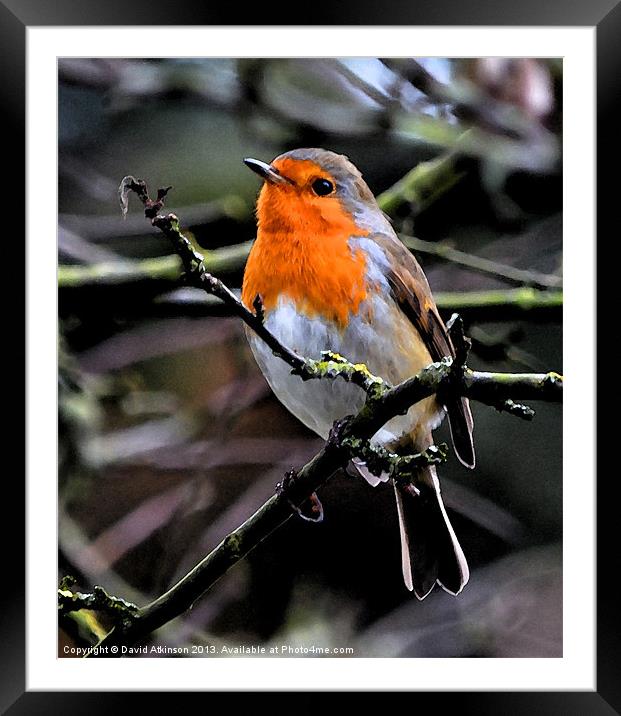 ROBIN REDBREAST Framed Mounted Print by David Atkinson