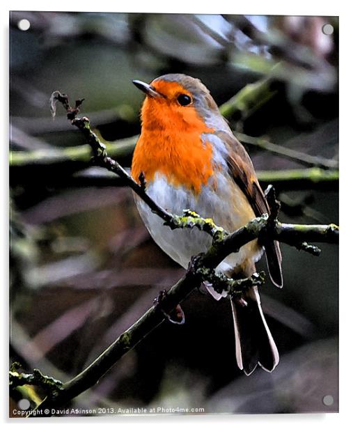 ROBIN REDBREAST Acrylic by David Atkinson