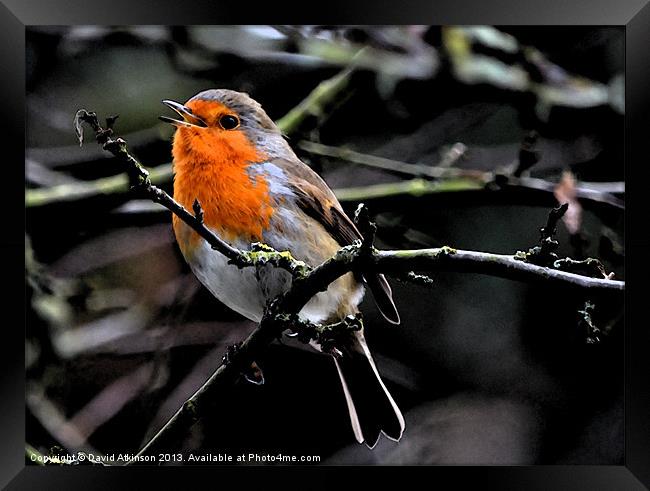 SINGING ROBIN Framed Print by David Atkinson