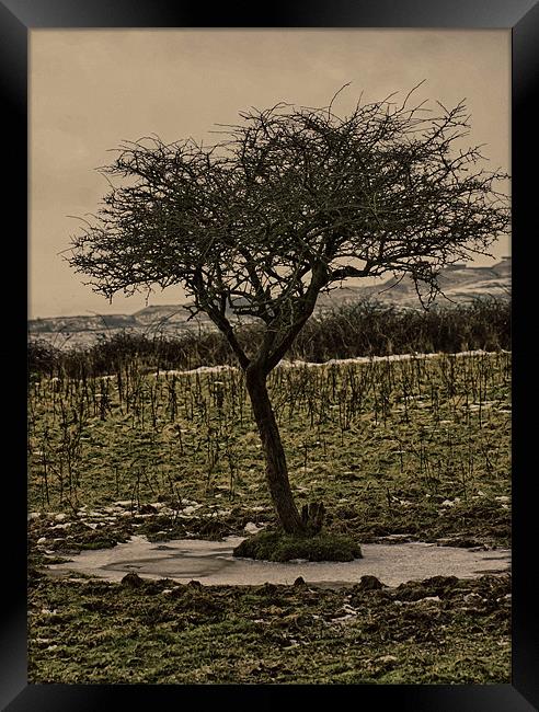 standing alone Framed Print by peter nix