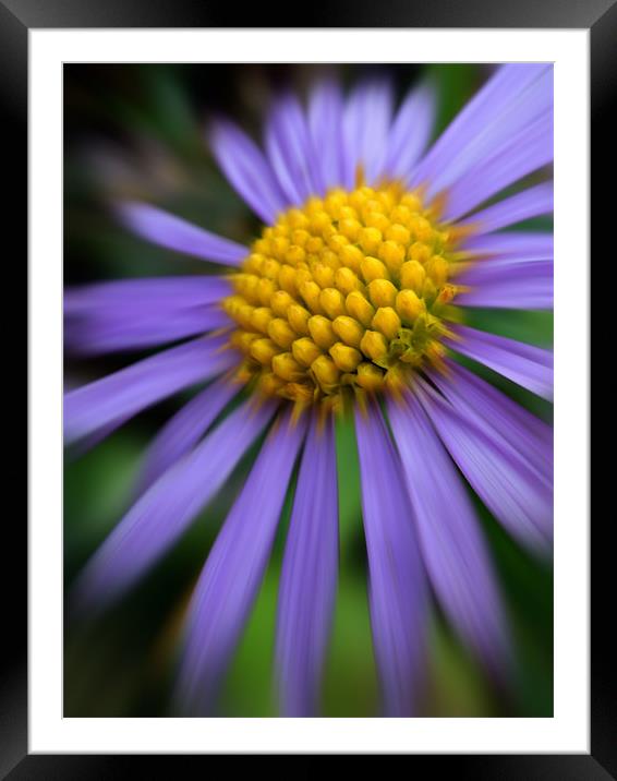 purple daisy Framed Mounted Print by Heather Newton