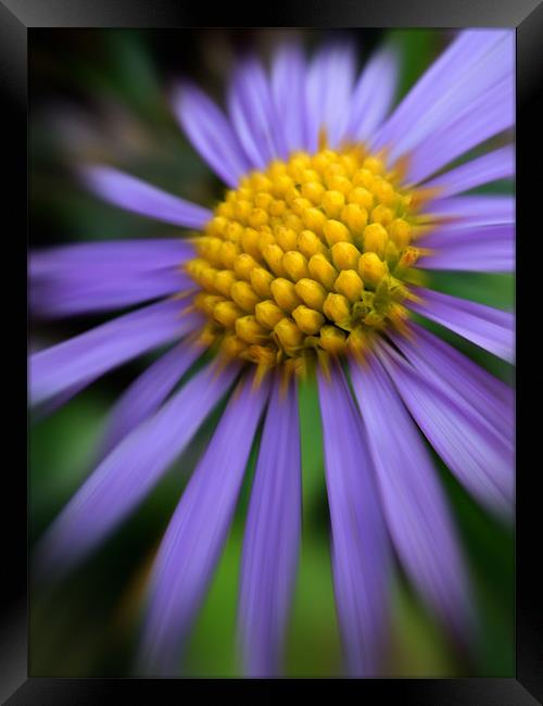 purple daisy Framed Print by Heather Newton
