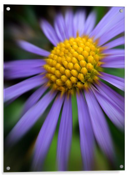 purple daisy Acrylic by Heather Newton