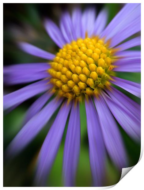 purple daisy Print by Heather Newton