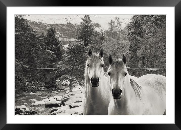 White Horses Framed Mounted Print by Sam Smith