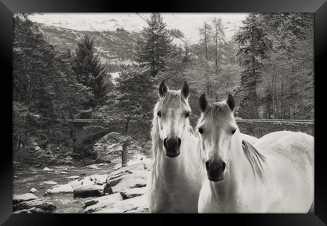 White Horses Framed Print by Sam Smith