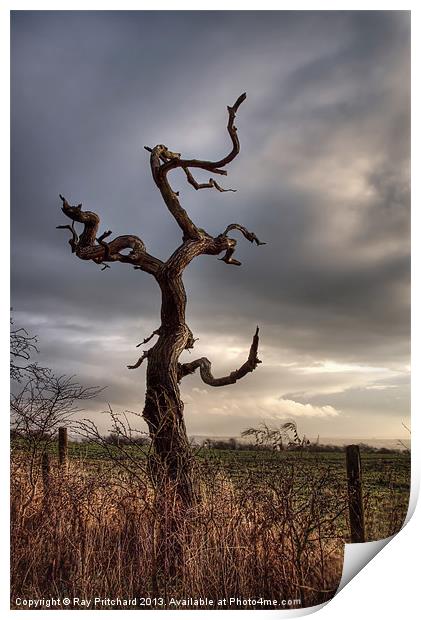 Tree in Gateshead Print by Ray Pritchard