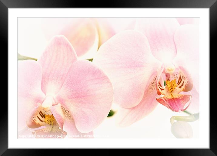 Soft Orchid Glow Framed Mounted Print by Natalie Kinnear