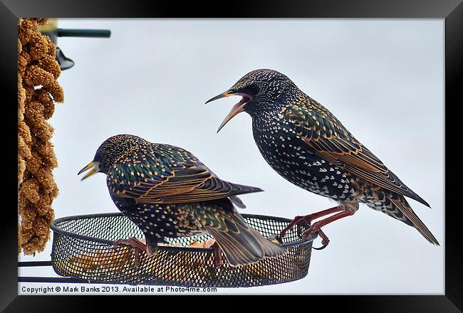 Starlings feeding Framed Print by Mark  F Banks