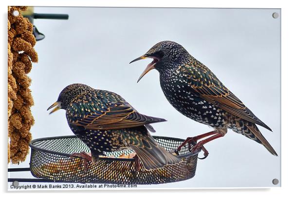 Starlings feeding Acrylic by Mark  F Banks