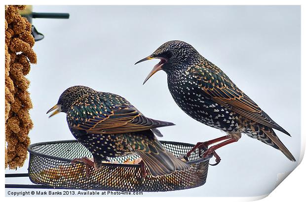 Starlings feeding Print by Mark  F Banks