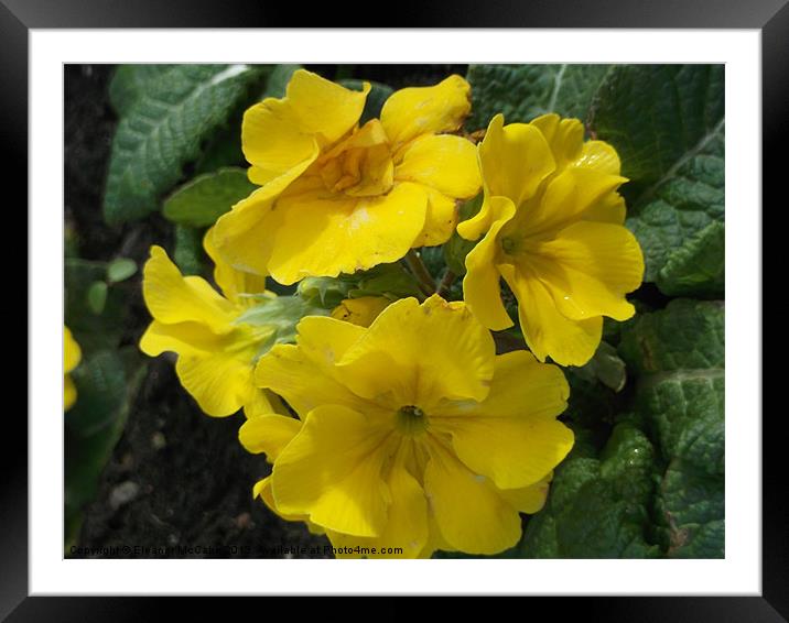 Butter Yellow Framed Mounted Print by Eleanor McCabe