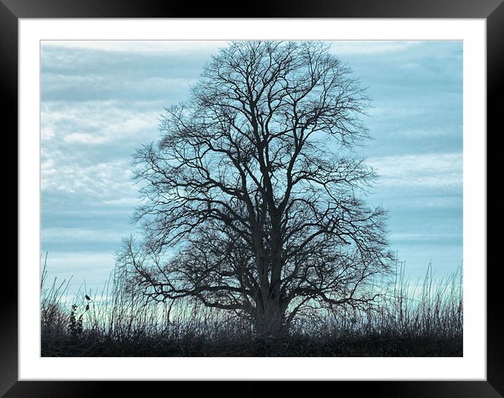 against the sky Framed Mounted Print by carin severn