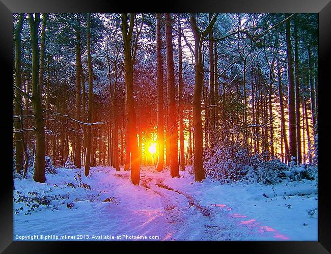 Winter Sunrise In The Forest Framed Print by philip milner