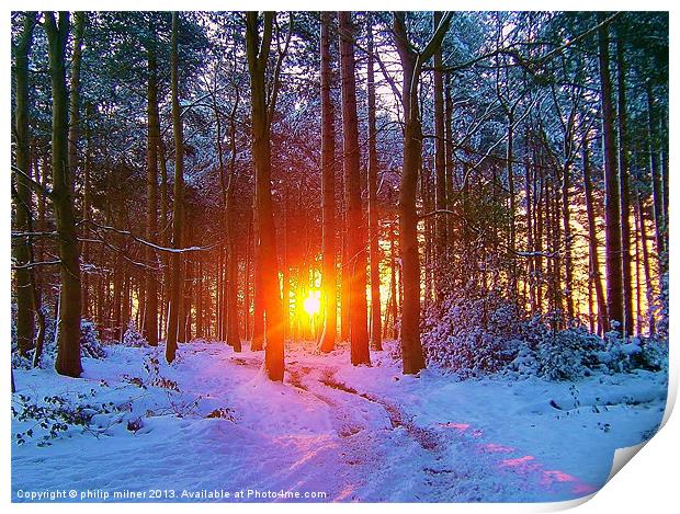 Winter Sunrise In The Forest Print by philip milner