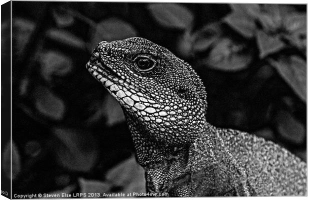 Black and White Lizard Head Canvas Print by Steven Else ARPS