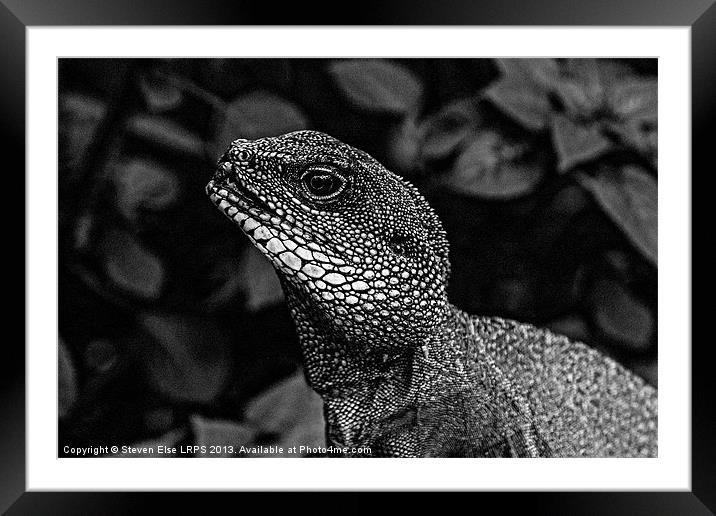 Black and White Lizard Head Framed Mounted Print by Steven Else ARPS