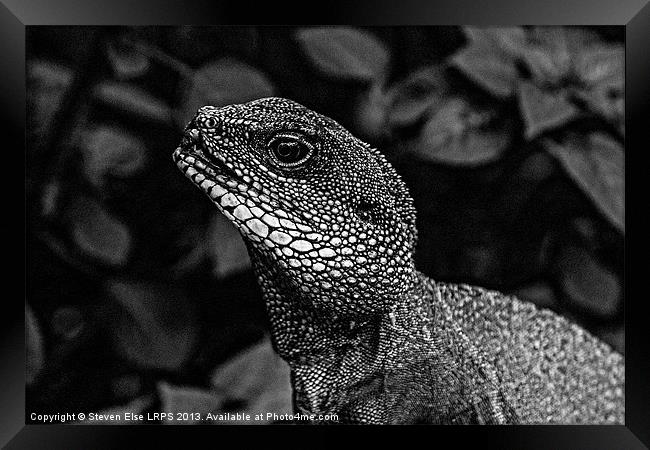 Black and White Lizard Head Framed Print by Steven Else ARPS