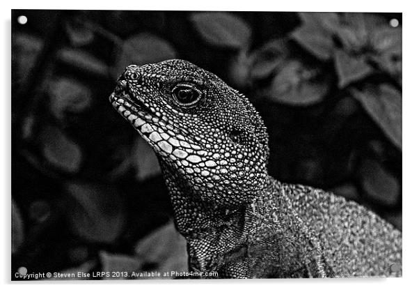 Black and White Lizard Head Acrylic by Steven Else ARPS