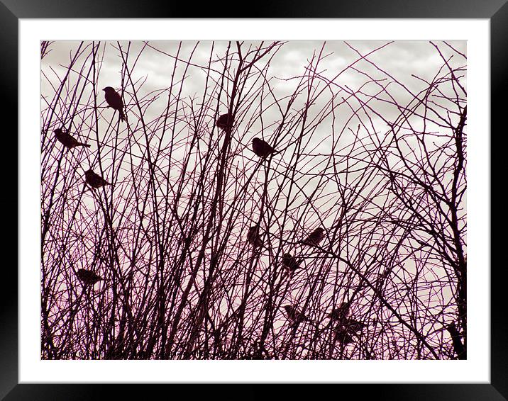 home to roost Framed Mounted Print by carin severn
