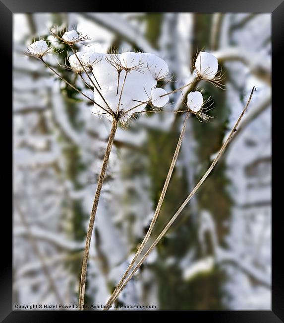 Snow Flowers Framed Print by Hazel Powell