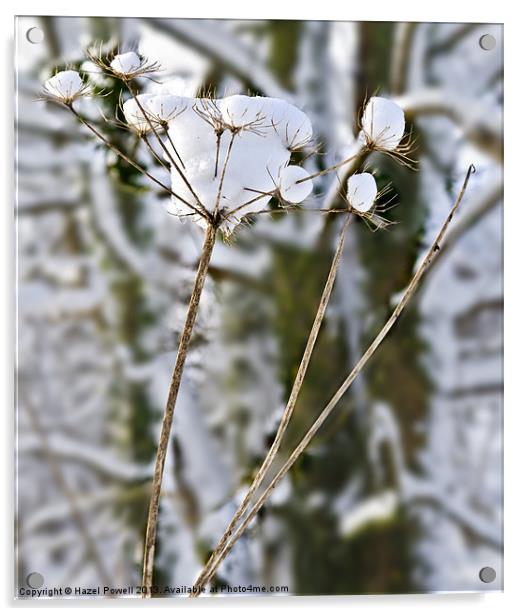 Snow Flowers Acrylic by Hazel Powell