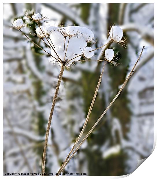 Snow Flowers Print by Hazel Powell