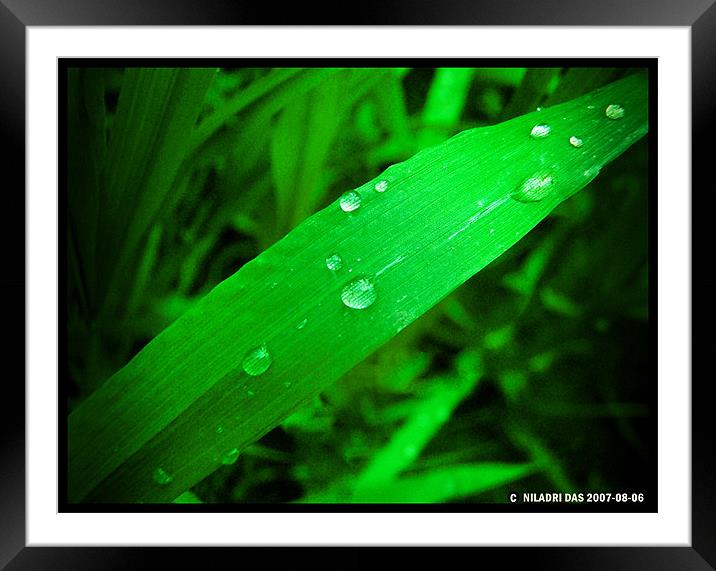 PURE DROPS  Framed Mounted Print by NILADRI DAS