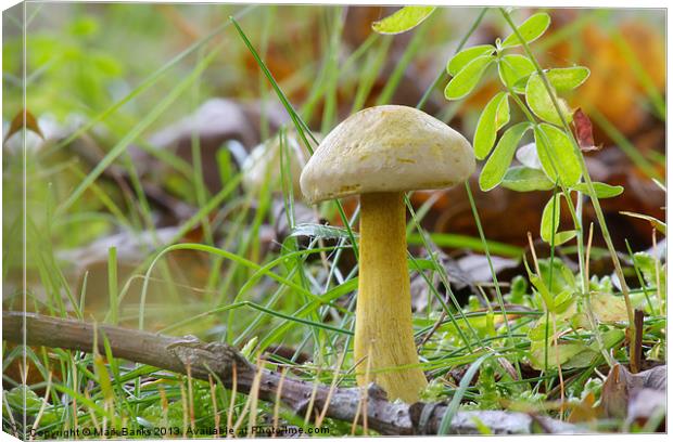 Mushroom Canvas Print by Mark  F Banks