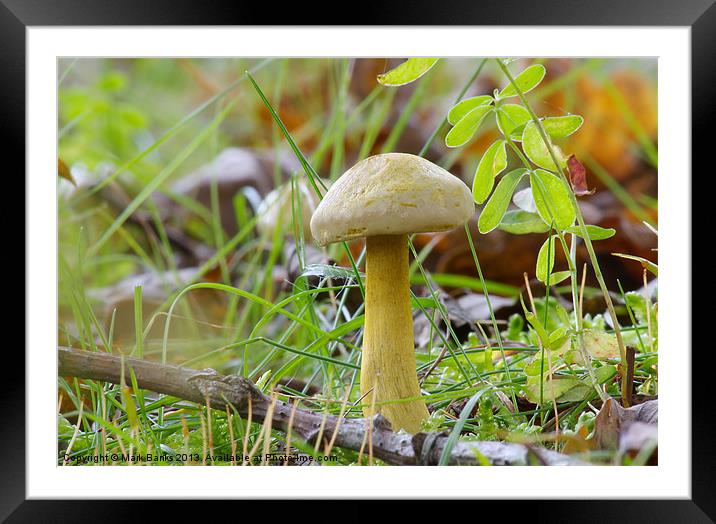 Mushroom Framed Mounted Print by Mark  F Banks
