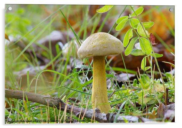 Mushroom Acrylic by Mark  F Banks