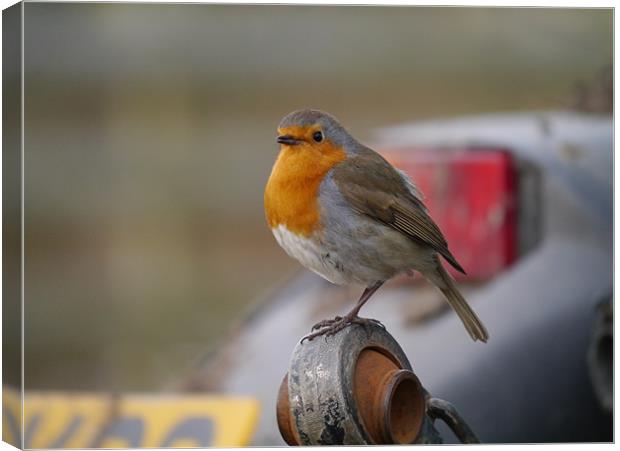 Robin on tractor Canvas Print by sharon bennett