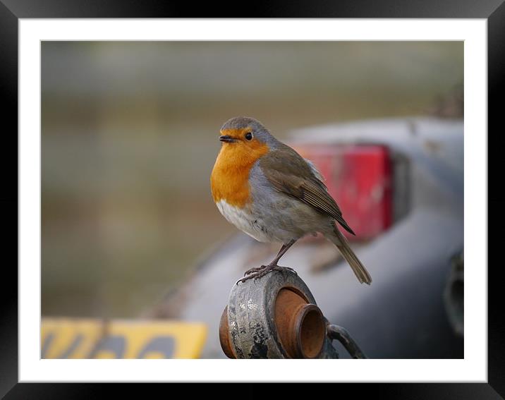 Robin on tractor Framed Mounted Print by sharon bennett