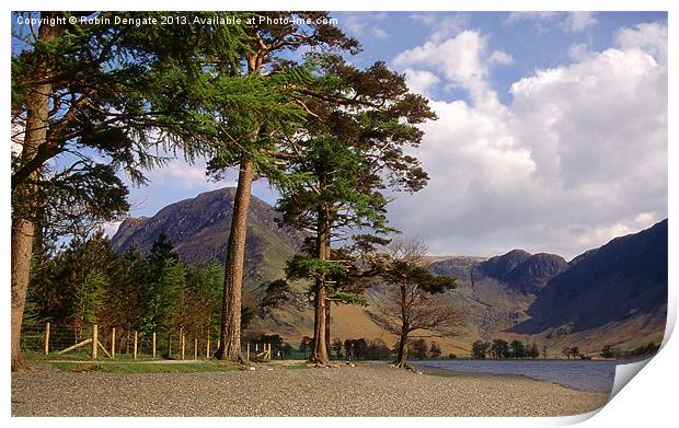Buttermere Pines and High Crag Print by Robin Dengate