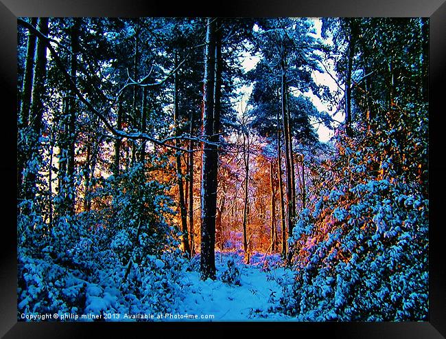 Sunrise Through The Forest Framed Print by philip milner