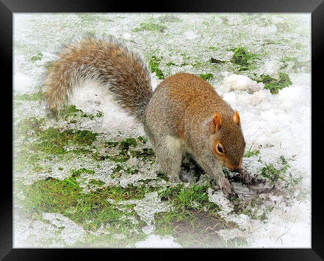 Snowy Squirrel Framed Print by Jacqui Kilcoyne