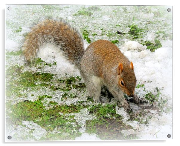 Snowy Squirrel Acrylic by Jacqui Kilcoyne