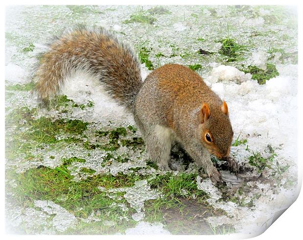 Snowy Squirrel Print by Jacqui Kilcoyne