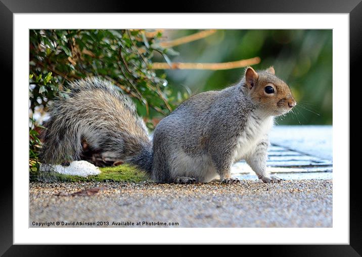 SQUIRREL WHISKERS Framed Mounted Print by David Atkinson