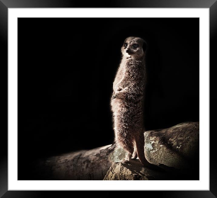 Meerkat Framed Mounted Print by Tom Reed