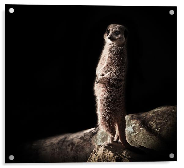 Meerkat Acrylic by Tom Reed