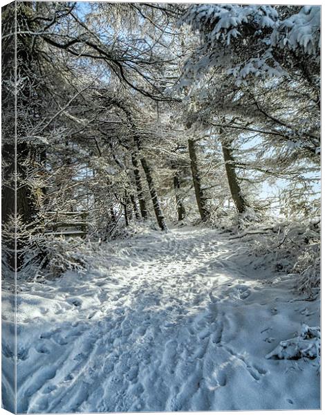 Snowy Woodland Scene Canvas Print by Chris Andrew