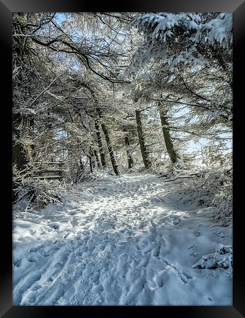Snowy Woodland Scene Framed Print by Chris Andrew