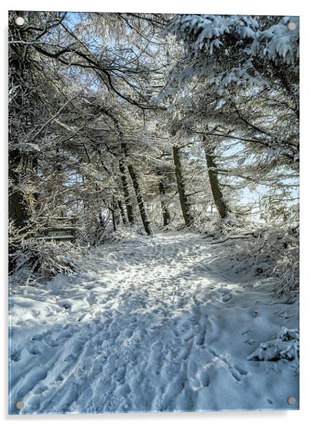 Snowy Woodland Scene Acrylic by Chris Andrew