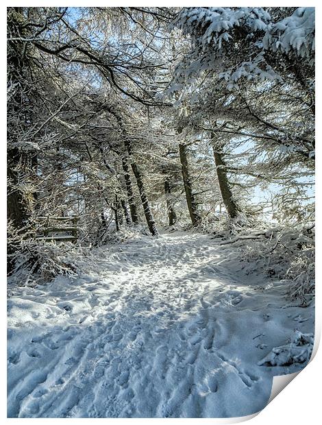 Snowy Woodland Scene Print by Chris Andrew