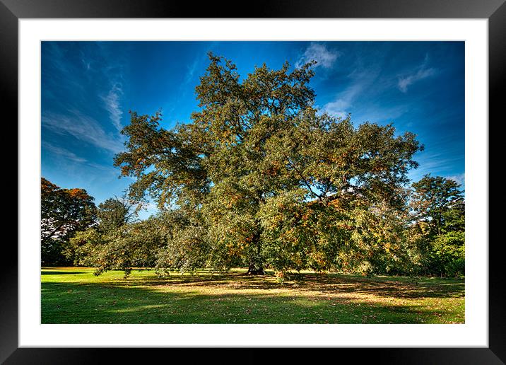 Tree in Autumn Colours Framed Mounted Print by Chris Andrew